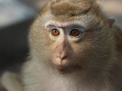 Вирусолог рассказал о вероятности пандемии оспы обезьян - Новости ТИА