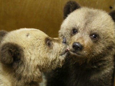 Пора переходить на миску: биологи показали, как кормят медвежат-сирот - новости ТИА