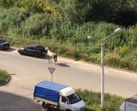 По Твери ходит-бродит одинокая лошадь - Народные Новости ТИА
