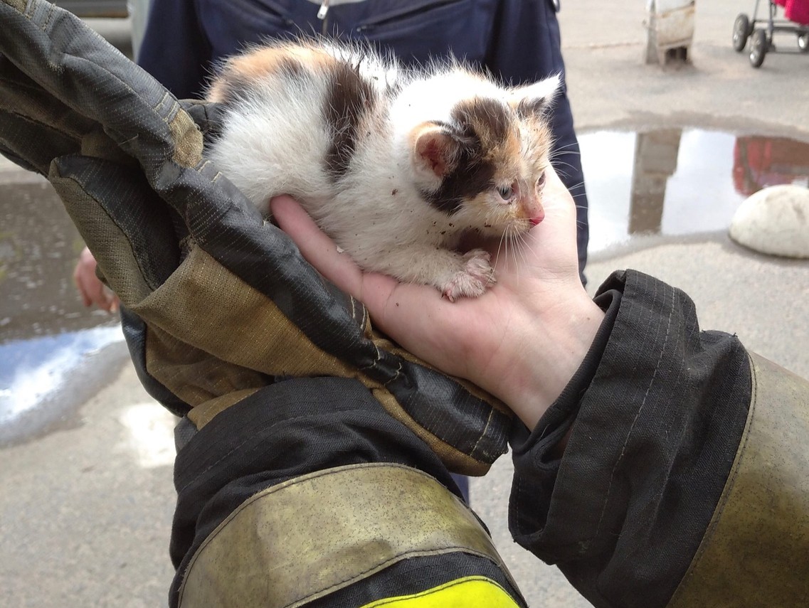 Кошечки спасают. Бездомный кот. Спасение бездомных котят.