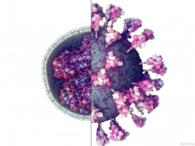 Как на самом деле выглядит COVID: ученые создали 3D-модель коронавируса  - новости ТИА