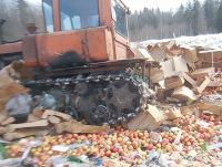 На полигоне в Западной Двине Тверской области уничтожено более 60 тонн яблок - Новости ТИА