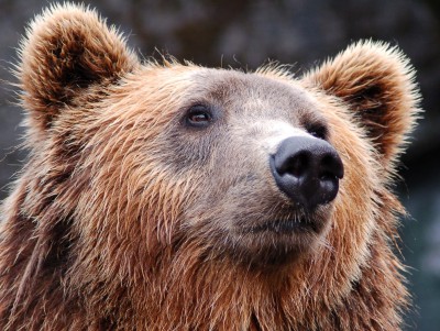 В Тверской области видели медведя рядом с летним лагерем отдыха для детей - новости ТИА