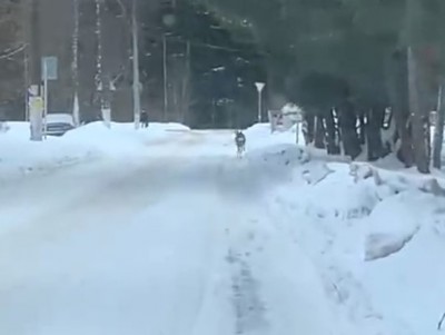 В посёлке Тверской области сняли на видео бегающего оленя - новости ТИА