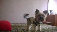 На ТИА подходит к концу конкурс "Котопес и К", знакомьтесь с йоркширским терьером Ирсоном и котом Семеном - Новости ТИА
