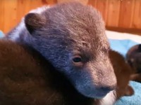 Мишутки растут: в Центре спасения медвежат-сирот у малышей начали открываться глазки - новости ТИА