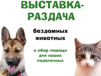 27 апреля в Твери пройдёт выставка-раздача бездомных котов  - Новости ТИА