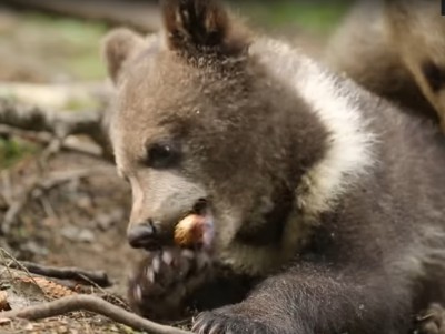 Центр спасения медвежат опубликовал видео, как косолапы играют с шишками - новости ТИА