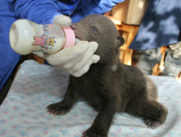 Двух спасенных медвежат из Вологодской области перевезли на Торопецкую биостанцию - новости ТИА