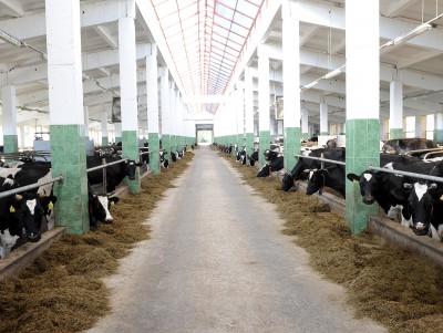 В Тверской области стало больше молока и мяса - Новости ТИА