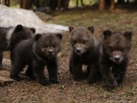 В Центре спасения медвежат-сирот подрастают 16 косолапых - Новости ТИА