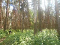 В Бобачевской роще будут вырубать деревья - Новости ТИА