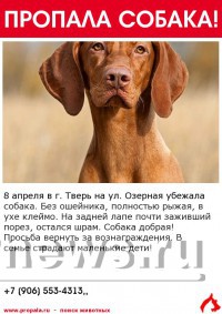 В Твери пропала собака редкой породы - Венгерская выжла - Народные Новости ТИА