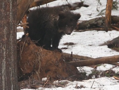 Биологи рассказали, смогла ли пережить маленькая медведица Пужа зимовку - новости ТИА