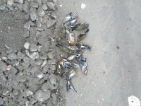 В Твери птицы насмерть разбиваются о стекло ограждения Мигаловского моста - Новости ТИА