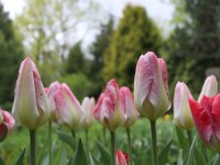 Махровые, бахромчатые, лилиецветные: в Ботаническом саду рассказали о тюльпанах - новости ТИА