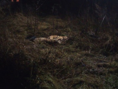 В Редкино из-за оборвавшегося провода погибли три собаки - Новости ТИА