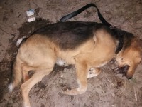 В Торжке нашли мёртвого пса с женским ремнём на шее - новости ТИА