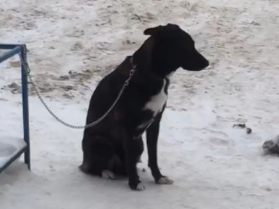 Камера записала, как в Тверской области еще одна собака стала бездомной - новости ТИА