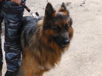 В Тверской области пёс Викинг нашел пропавшего пенсионера - новости ТИА