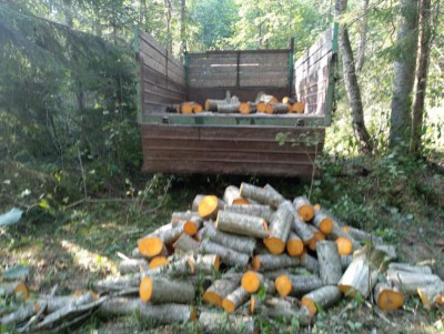 В Тверской области мужчина пойдёт под суд за 158 срубленных деревьев - новости ТИА