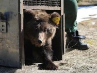 Медведицу Чудо из Центра спасения медвежат-сирот выпустили на свободу - новости ТИА