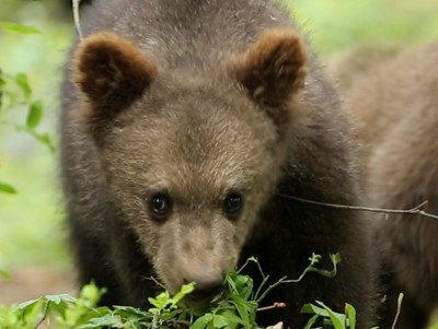 В Центре спасения медвежат-сирот рассказали о диете косолапых - Новости ТИА