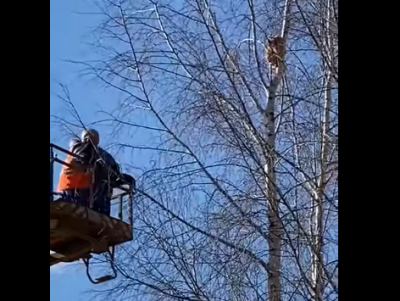 В Твери депутат помог снять с дерева кота - Новости ТИА