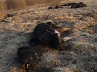В отношении сельского бизнесмена, заморившего голодом десятки коров, возбудили уголовное дело - Новости ТИА