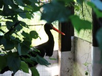 У зоологов Мурашовых в центре "Ромашка" редкие чёрные аисты впервые выводят птенцов - новости ТИА