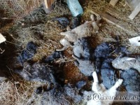 Стало известно, что за зверь корёжил клетки и убивал домашних животных в Тверской области - Новости ТИА