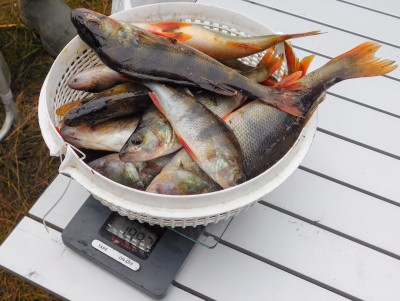 На соревнованиях Crazy Fishing в Удомле наловили 70 кг рыбы  - новости ТИА