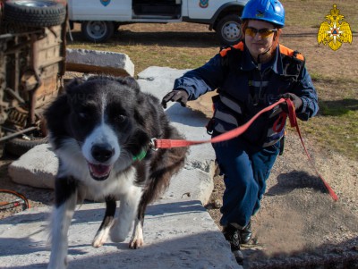 Кинолог рассказал, как вести себя при встрече с бродячими собаками - Новости ТИА