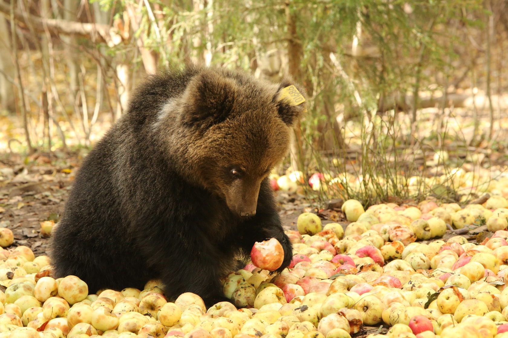 Питание медведя. Питание бурого медведя. Медведь Гризли ест ягоды. Бурый медведь ест ягоды. Медведь и ягоды.