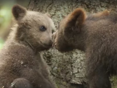 Центр спасения медвежат опубликовал новое видео о жизни "Старшей группы" - новости ТИА