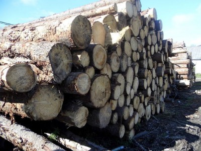 В России ввели запрет на вывоз некоторых видов лесоматериалов - новости ТИА