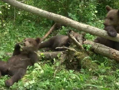 У подрастающих медвежат в тверском центре пропадают белые пятна на шубке - новости ТИА