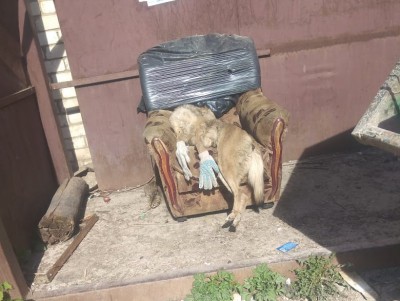 Новый случай живодёрства во Ржеве -  на этот раз садисты убили собаку - Новости ТИА