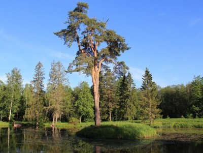 Главным деревом страны может стать 250-летняя сосна в усадьбе Знаменское-Раёк  - новости ТИА