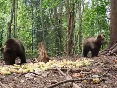 Биологи Центра спасения медвежат засняли подопечных с интересного ракурса - новости ТИА