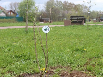 В Тверской области в рамках акции "Сад Памяти" посадили более 3 млн деревьев - новости ТИА