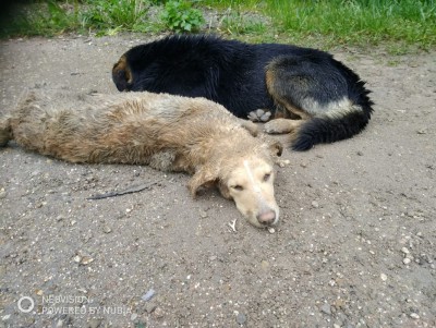 Во Ржеве неизвестный расстрелял собаку на глазах у щенков - новости ТИА