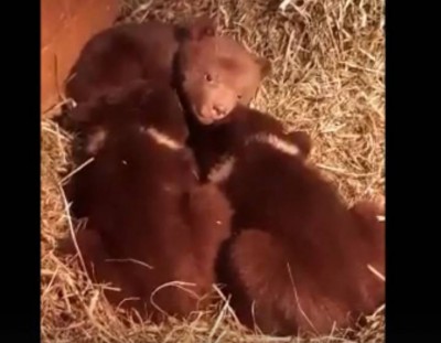 Тверские биологи отправились за новыми медвежатами-тройняшками в Карелию - новости ТИА