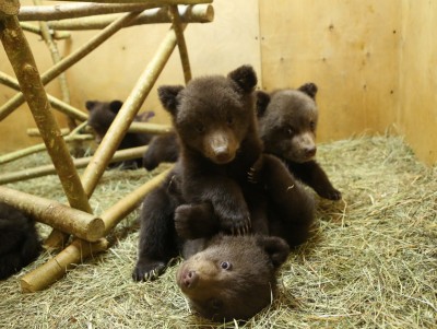 В Центре в Тверской области биологи готовят медвежат-сирот к выпуску на волю - новости ТИА