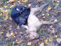 Собачья преданность: в Торжке пёс несколько часов пытался оживить мёртвую подругу - Новости ТИА