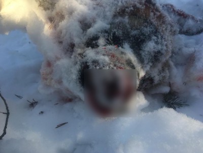 Жители военного городка в Тверской области сообщают о массовом убийстве собак  - новости ТИА