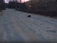 В Тверской области разгулялись бобры: пользователи соцсетей делятся смешными видео - новости ТИА