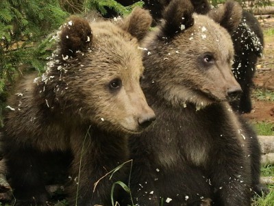 Центр спасения медвежат-сирот готовится к выпуску мишек в дикую природу  - новости ТИА
