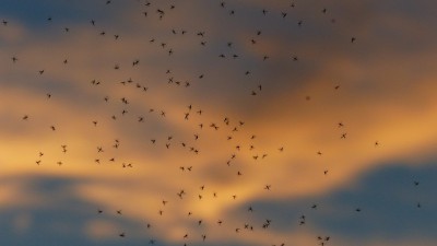 Средства от комаров и клещей: состав, эффективность и безопасность  - Новости ТИА