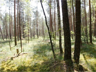 В Тверской области утвердили границы пяти охраняемых природных территорий - Новости ТИА